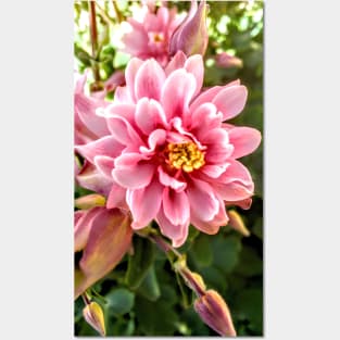 Columbine Flower Posters and Art